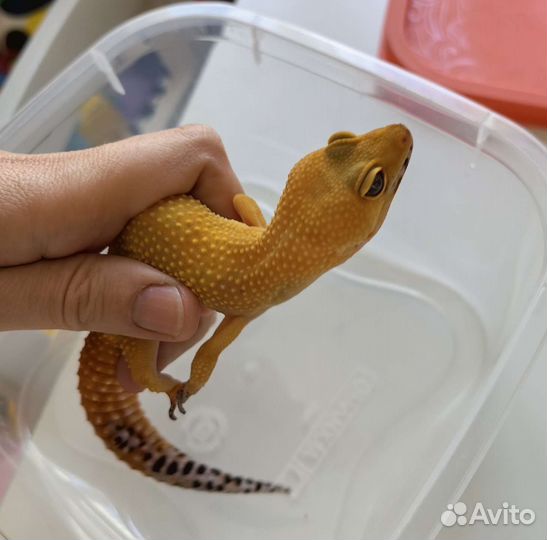 Ящерица эублефар