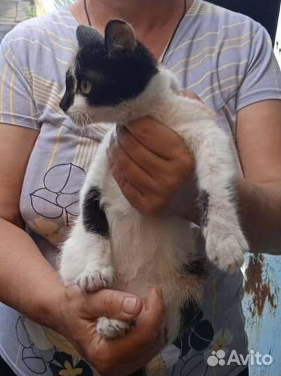 Трехцветная кошечка ищет дом