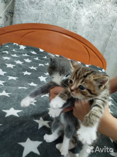 Отдам котят