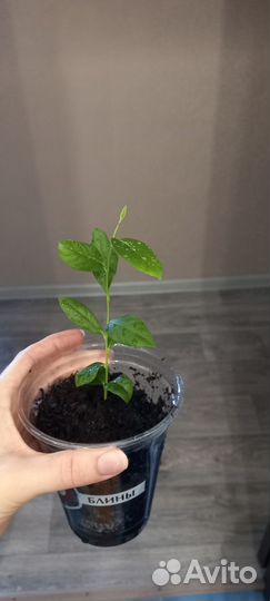 Лимонное дерево