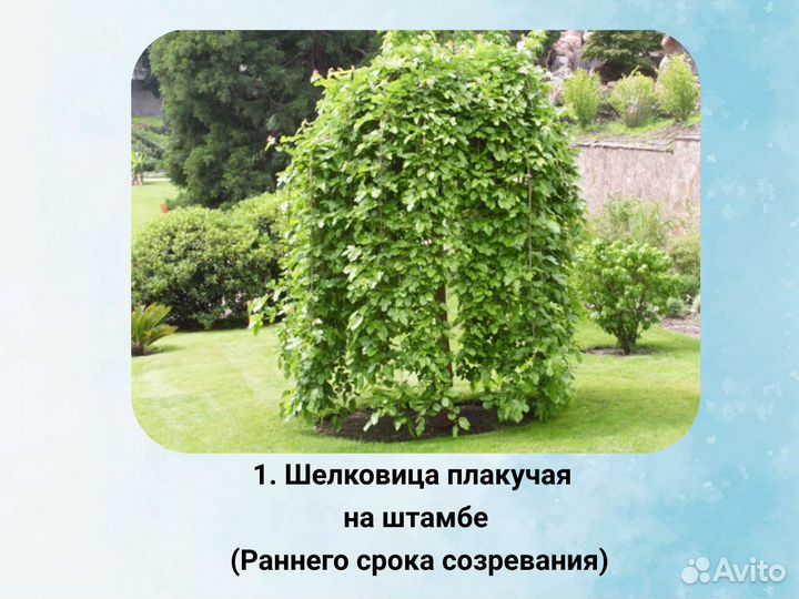 Шелковица плакучая на штамбе, Шелковица шаровидная