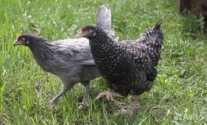 Куры молодки несушки доминант