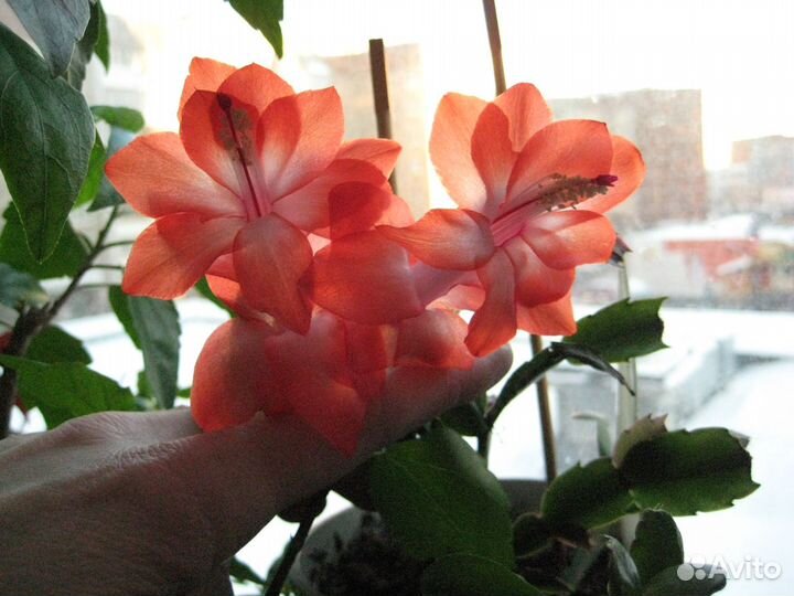 Шлюмбергера, рипсалидопсис