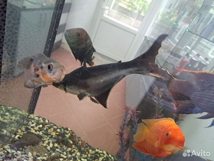 Акулий сом пангасиус, рыбка в аквариум