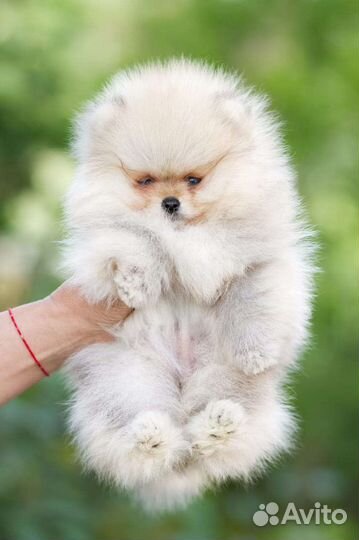 Померанские шпиц миниатюра