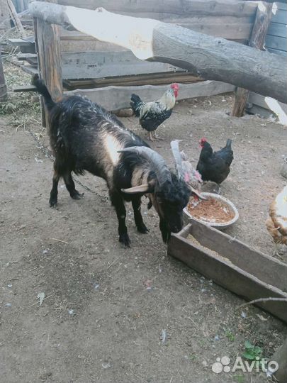 Коза нубийская