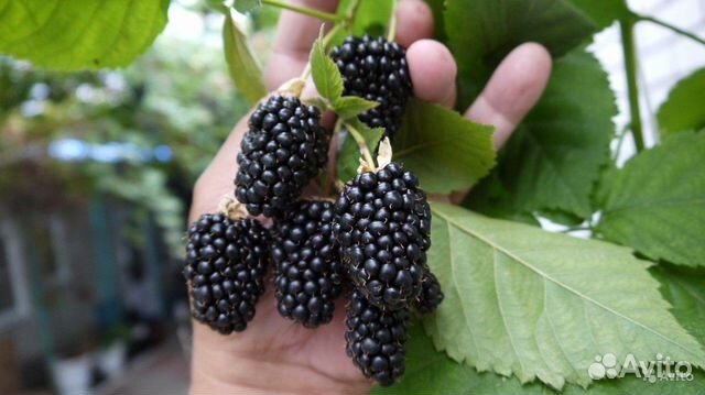 Саженцы Ежевики