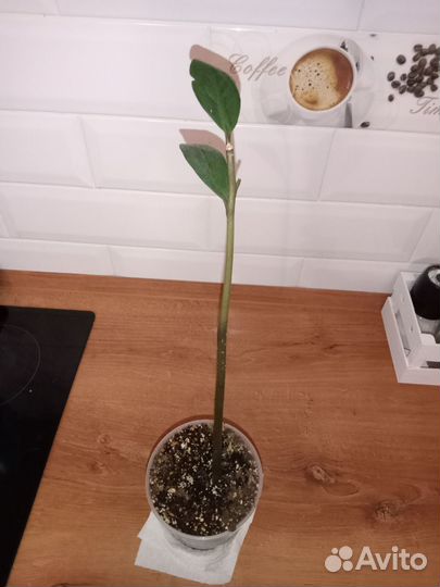 Замиокулькас