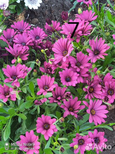 Остеоспермум вегетативный