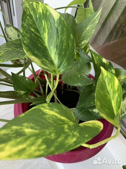 Лиана домашняя