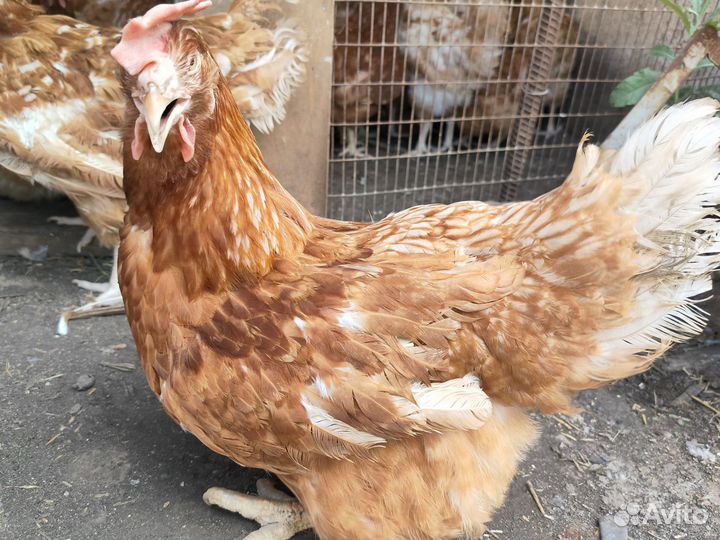 Куры несушки доминант 9 месяцев
