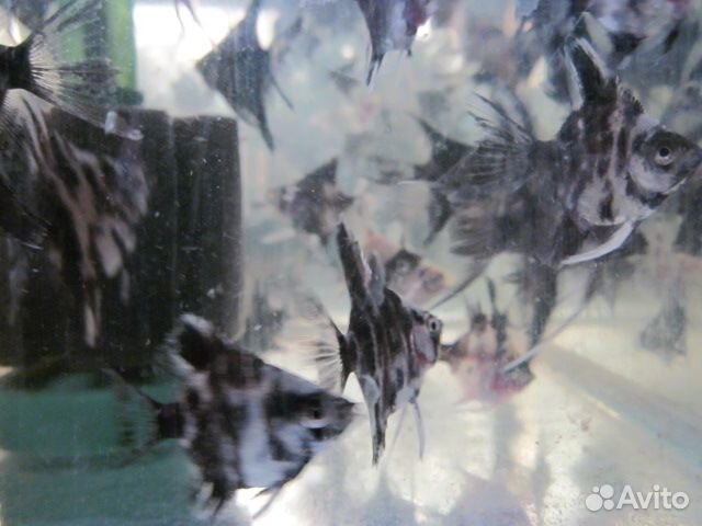 Рыбки скалярии