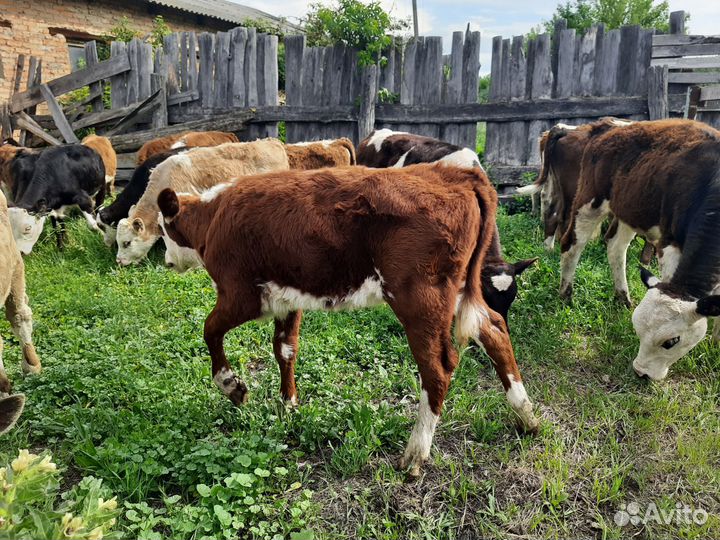 Бычки телочки