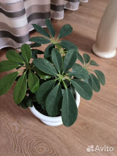 Комнатные цветы шефлера