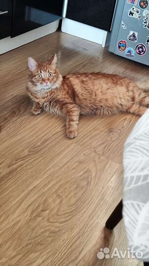 Сибирский кот