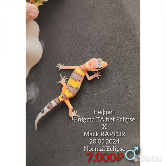 Малыши эублефаров