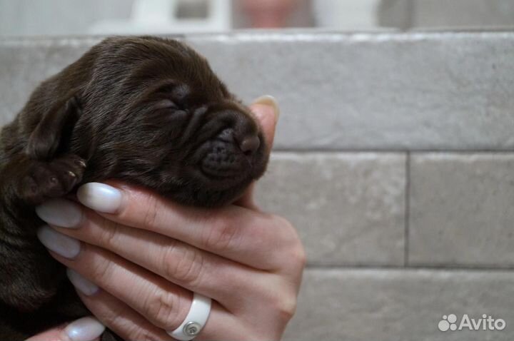 Щенки лабрадора