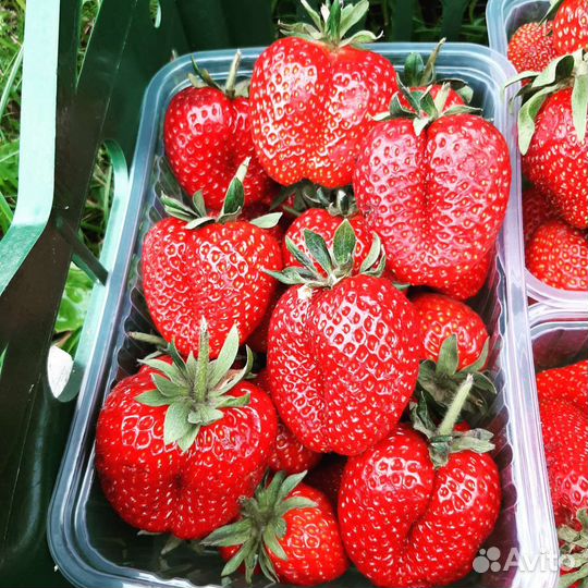 Рассада сортовой клубники