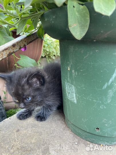 Кошки