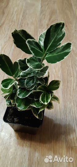 Растения для сада