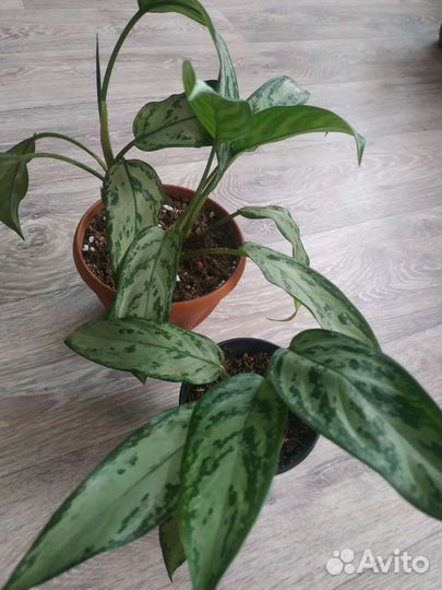 Цветы разные