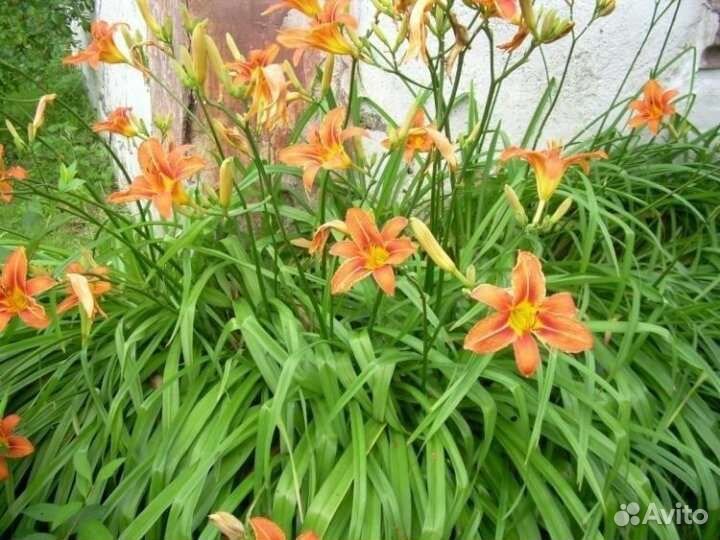 Садовые многолетники