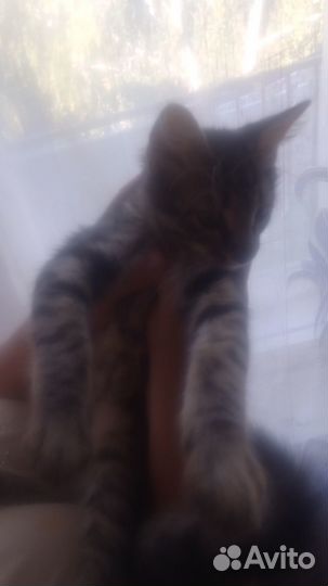 Котенок в хорошие руки