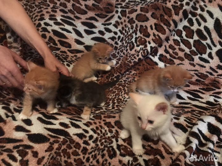 Рыжого котенка в добрые руки