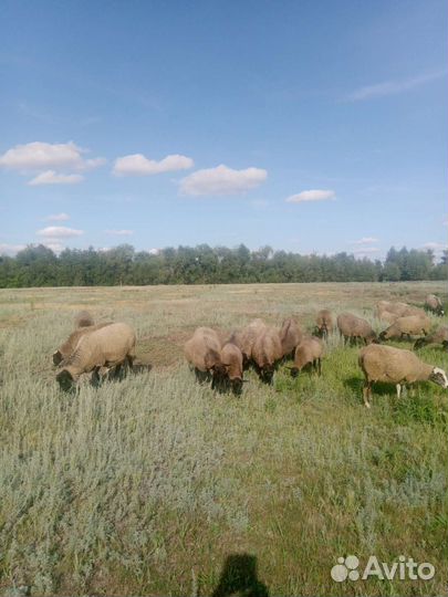 Овцы романовские