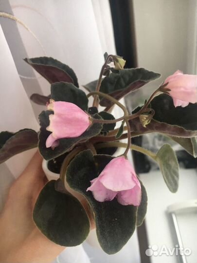 Толстянка(фиалки)