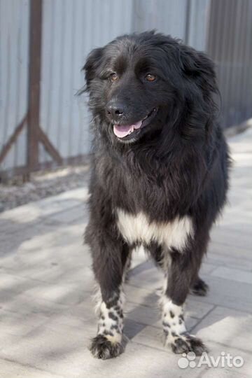 Собака в добрые руки отдам бесплатно