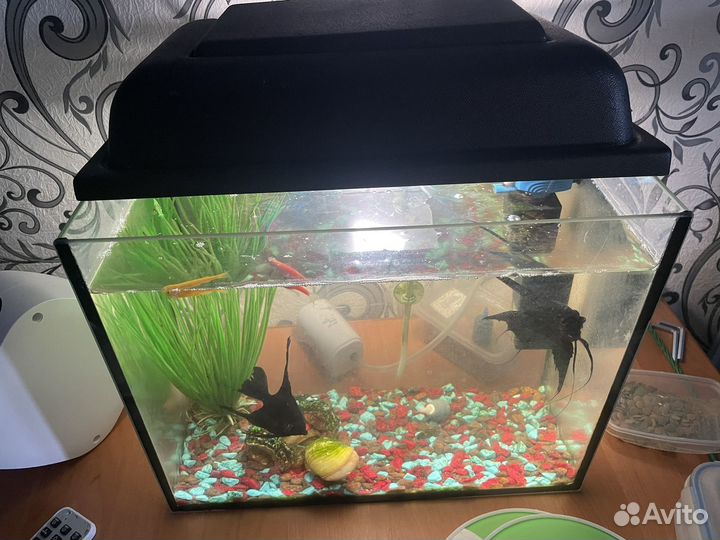 Аквариум с рыбками