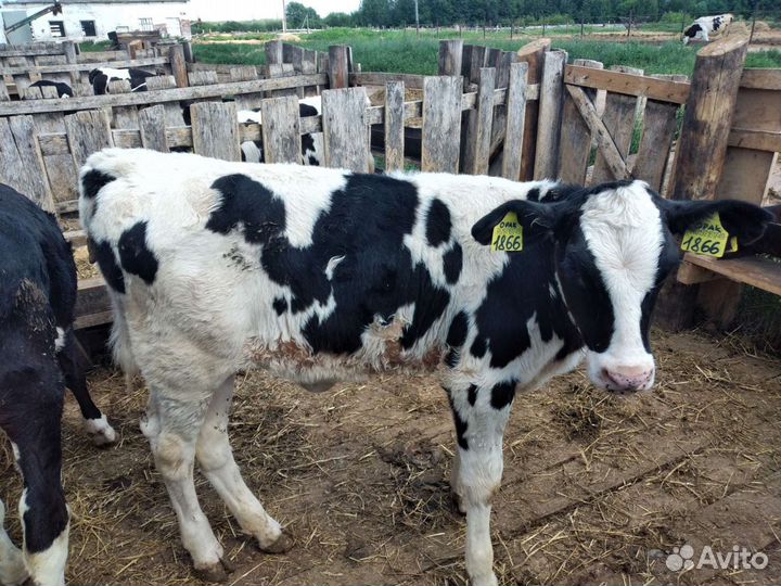 Бычки и тёлочки