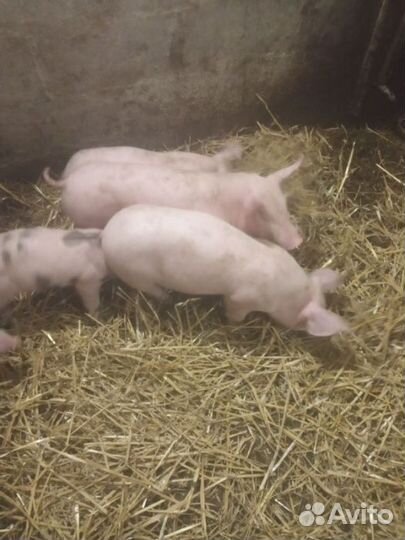 Поросята на откорм