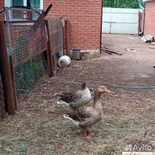 Продам гусей