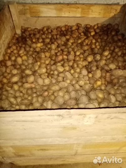 Картошка мелкая