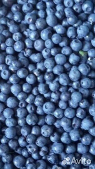 Брусника свежая