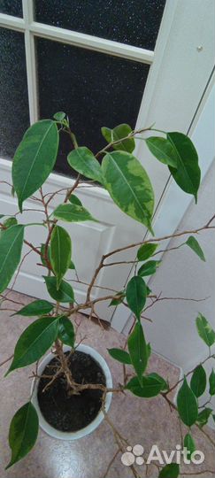 Фикус бенджамина