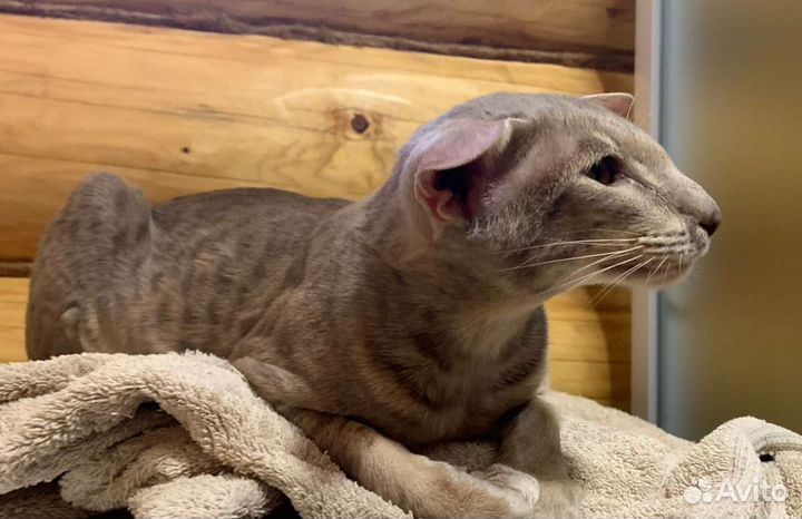 Ориентальный кот вязка