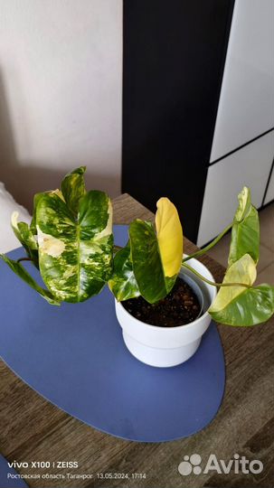 Филодендрон бурле макс вариегатный