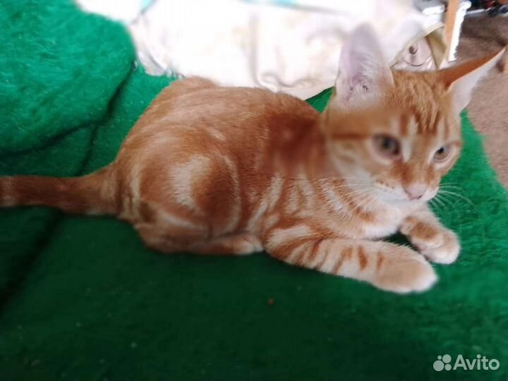 Кошки в добрые руки бесплатно