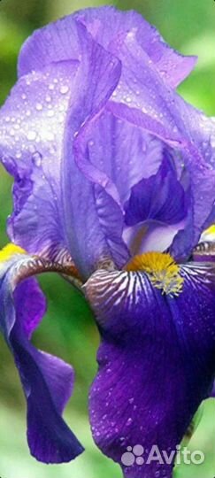 Купена.ирисы