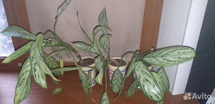 Аглаонема обмен или продажа