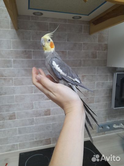 Попугай корелла мальчик