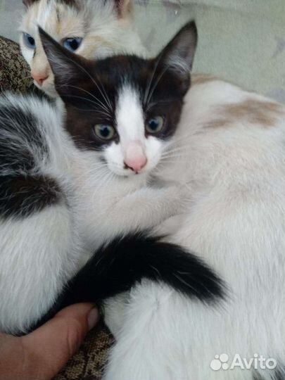 Котик в добрые руки