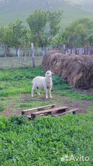 Баранчики,ярки,овцы