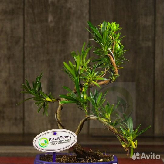 Бонсай Подокарпус 35 см