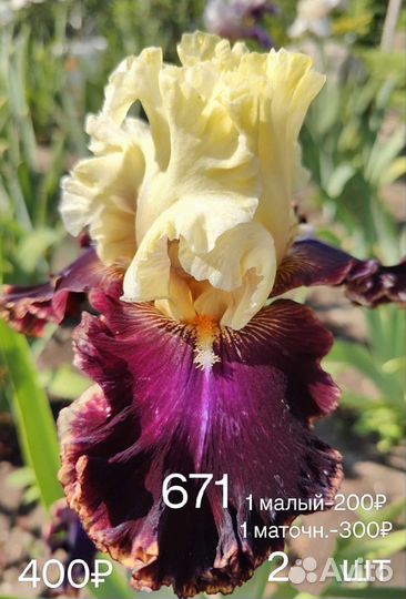 Ирис бородатый