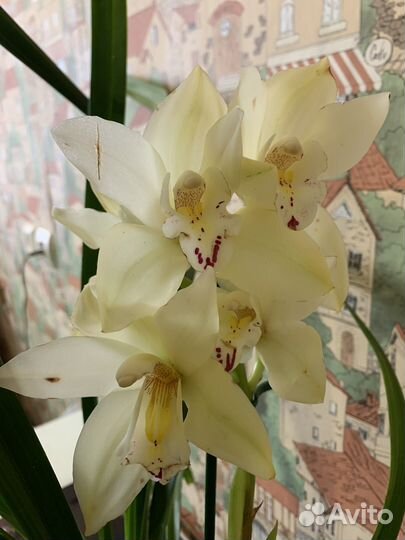 Орхидея цимбидиум