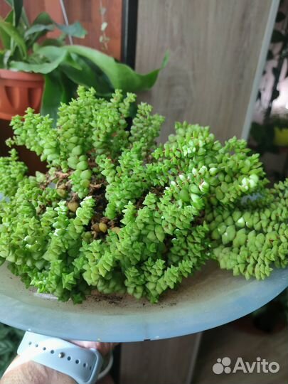 Домашние цветы бесплатно